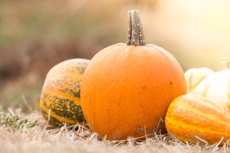 Different types of pumpkins harvestの写真素材