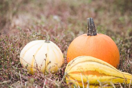 Different types of pumpkins harvestの写真素材