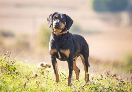 Happy adopted black dog on autumn fieldの写真素材