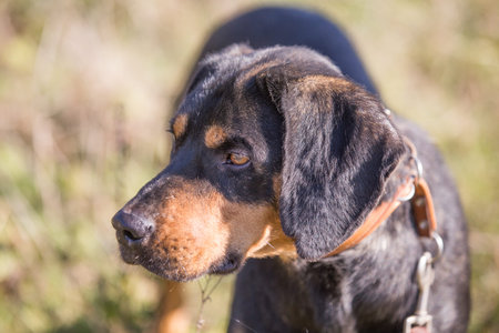Happy adopted black dog on autumn field