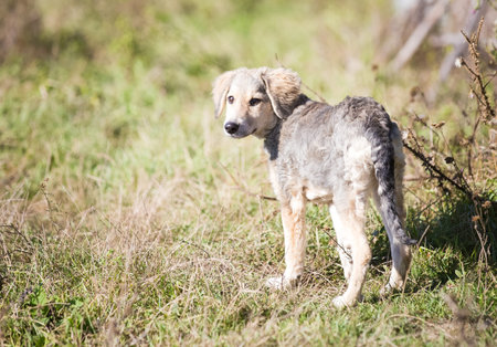 Happy adopted dog on a field