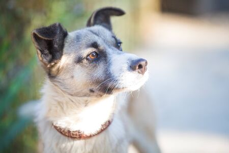Curious mixbreed happy adopted dogの写真素材