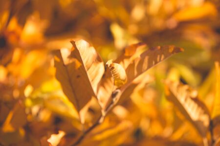 Autumn warm colors leaves backgroundの写真素材