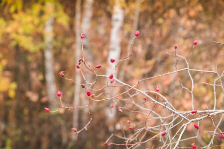 Red rosehip berries autumn backgroundの写真素材