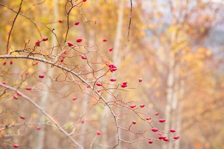 Red rosehip berries autumn backgroundの写真素材