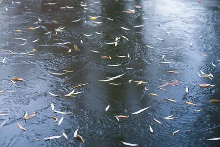 Abstract winter background with leaf on iceの写真素材