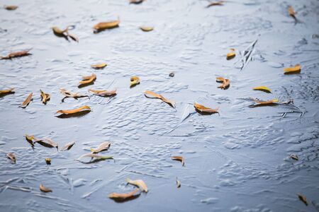 Abstract winter background with leaf on iceの写真素材