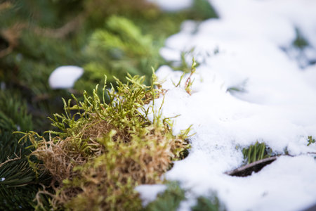 Snowy fir tree branch winter background