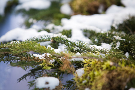 Snowy fir tree branch winter background