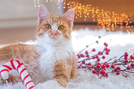 Orange cat playing with Christmas decorationの写真素材