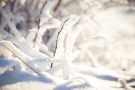 Winter wonderland frozen flowers backgroundの写真素材