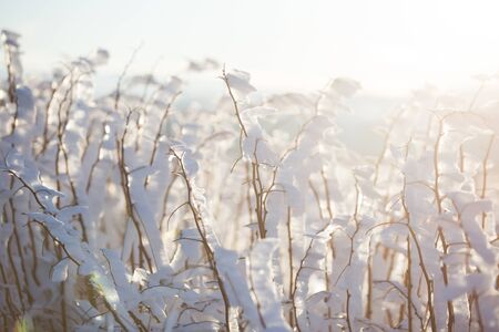 Winter wonderland frozen flowers backgroundの写真素材