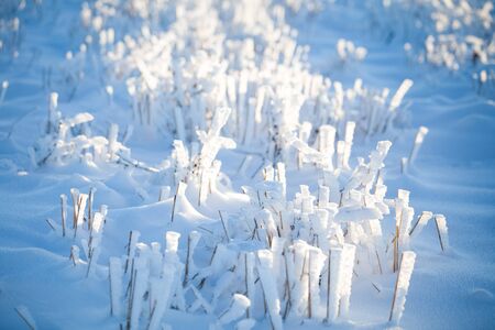 Winter wonderland frozen flowers backgroundの写真素材