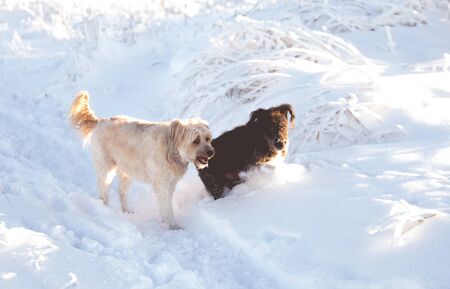Happy adopted dog playing in the snowの写真素材