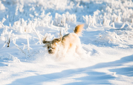Happy adopted dog playing in the snowの写真素材
