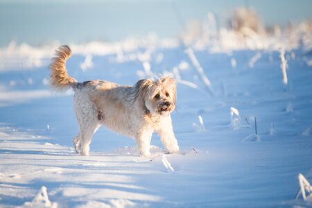 Happy adopted dog playing in the snowの写真素材