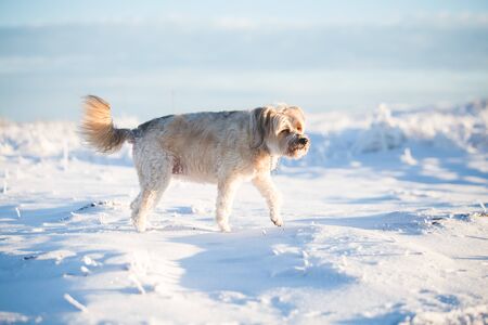Happy adopted dog playing in the snowの写真素材