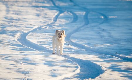 Happy adopted dog playing in the snowの写真素材
