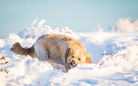 Happy adopted dog playing in the snowの写真素材