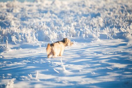 Happy adopted dog playing in the snowの写真素材