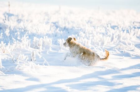 Happy adopted dog playing in the snowの写真素材