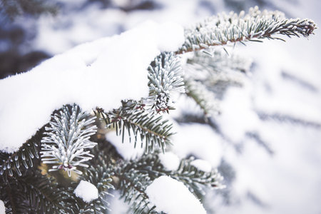 Snowy fir tree branch winter background