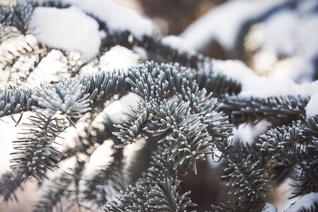 Snowy fir tree branch winter backgroundの写真素材