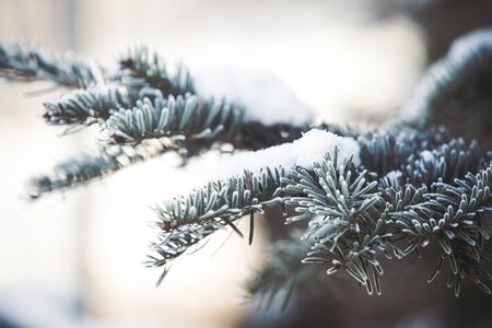 Snowy fir tree branch winter backgroundの写真素材