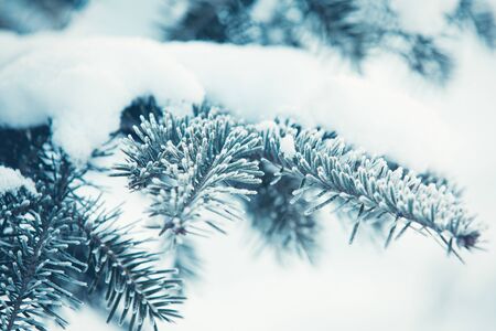 Snowy fir tree branch winter backgroundの写真素材