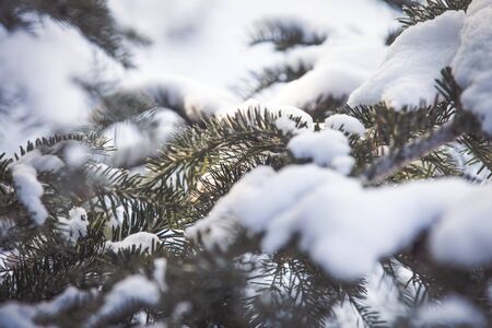 Snowy fir tree branch winter backgroundの写真素材