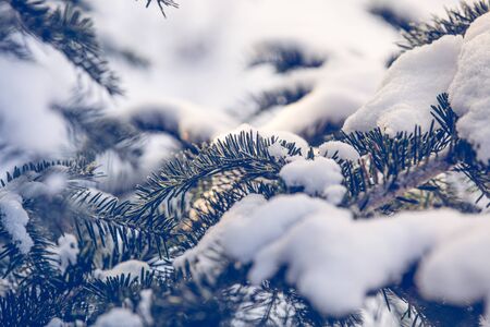 Snowy fir tree branch winter backgroundの写真素材