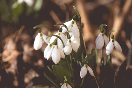 White spring snowdrops in the forestの写真素材