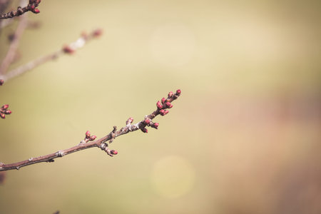 Peach tree blooming in spring