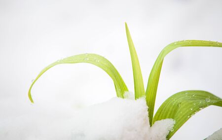 Spring blossom under last winter snowの写真素材