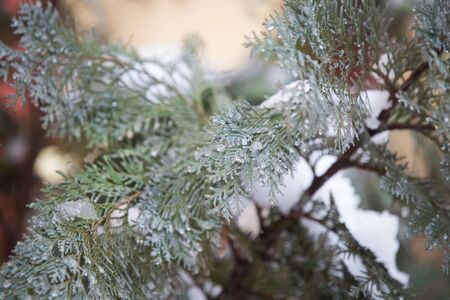Spring blossom under last winter snowの写真素材