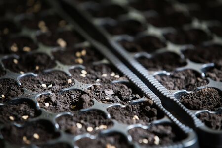 Growing tomato plants from seeds indoorsの写真素材