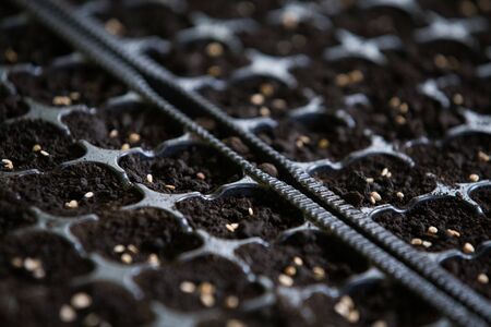 Growing tomato plants from seeds indoorsの写真素材