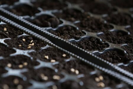 Growing tomato plants from seeds indoorsの写真素材