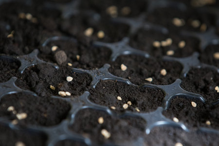 Growing tomato plants from seeds indoorsの写真素材