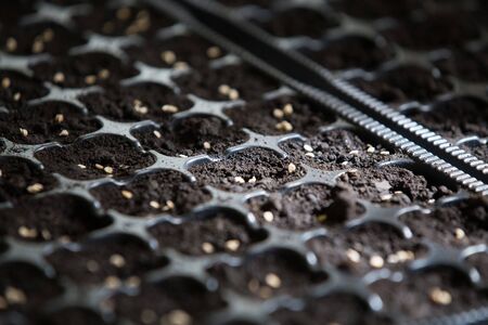 Growing tomato plants from seeds indoorsの写真素材