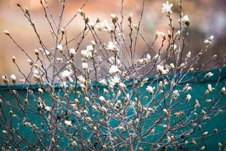 White magnolia early spring  blossomの写真素材