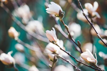 White magnolia early spring  blossomの写真素材