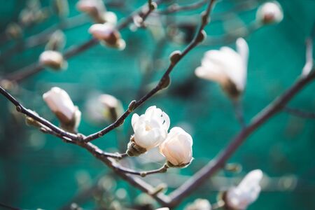 White magnolia early spring  blossomの写真素材