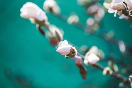 White magnolia early spring  blossomの写真素材