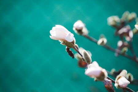 White magnolia early spring  blossomの写真素材