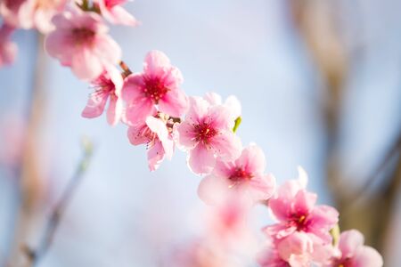 Pink peach blossom spring backgroundの写真素材