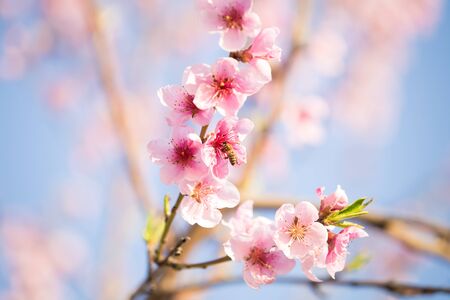 Pink peach blossom spring backgroundの写真素材