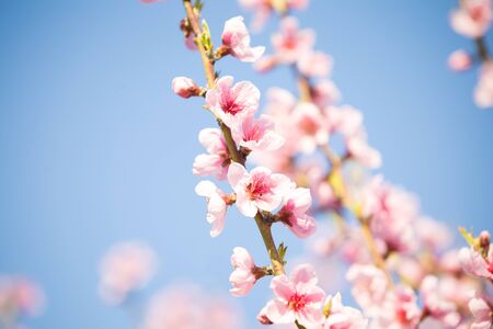Pink peach blossom spring backgroundの写真素材