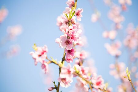 Pink peach blossom spring backgroundの写真素材