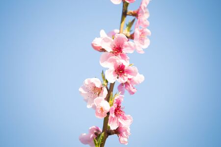 Pink peach blossom spring backgroundの写真素材